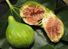 Risultati immagini per fico brogiotto