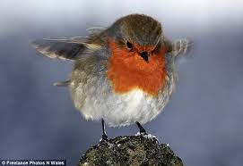 Robin Redbreast