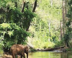 Elephants in their natural habitat at a sanctuary in Mondulkiri, Cambodia