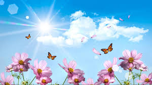 Image result for flowers wallpaper