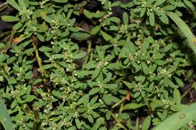 Image result for Polygonum plebeium