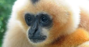 Image result for gibbon