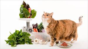Image result for images of fruits and vegetables with cats and dogs
