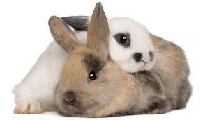 Image result for RABBIT