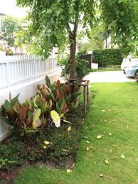 ผลการค้นหารูปภาพสำหรับ ต้นไม้เพื่อนบ้าน