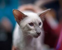 オリエンタルロングヘア catの画像