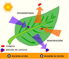 Resultado de imagen de La luz solar y la fotosíntesis