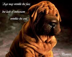 Amazing five suitable quotes about wrinkled image French ... via Relatably.com