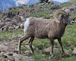 Image of Bighorn Sheep