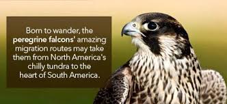 Human Rights and the Environment - Peregrine Falcon - Human Rights ... via Relatably.com