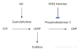 Pharma - Phosphodiesterase-5-Hemmer