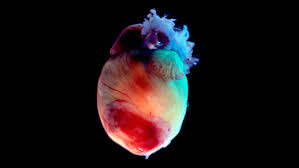 Mouse Heart Study Suggests the Body Can Create Anxiety