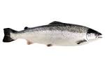 Atlantic salmon - , 