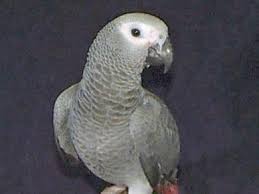 Image result for african grey parrot for sale