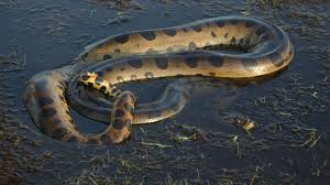 Image result for anaconda