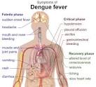 Dengue : Quels sont les symptmes? Maladie Sant