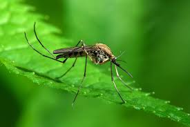 Image result for pictures of mosquito