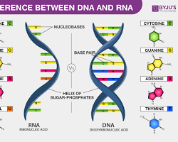 Image of DNA and RNA structure