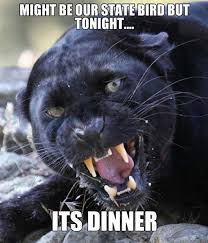 Resultado de imagen de 2016 carolina panthers vs denver broncos
