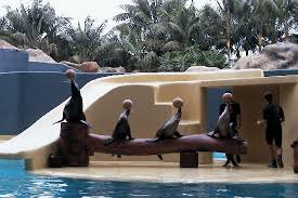 Resultado de imagen de imagenes de loro parque