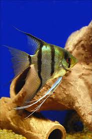 Image result for angelfish