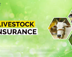 Image of Livestock Insurance Scheme