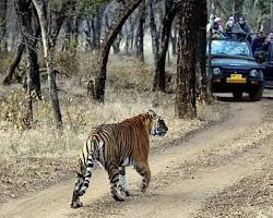 Image of Ranthambore National Park, Rajasthan in winter