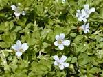 Bacopa caroliniana o monnieri