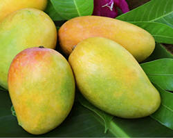 Image of Kesar mango