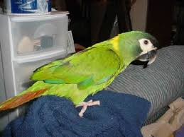 Image result for baby macaw parrot for sale