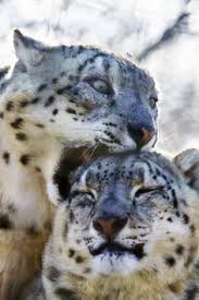 Résultat de recherche d'images pour "snow leopard biting tail"