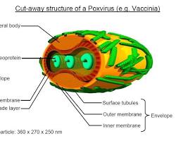 Image of smallpox virus structure