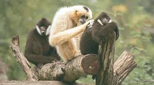Image result for gibbon