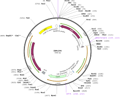 Image of pSEVA321 plasmid map