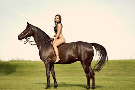 Image result for horses