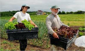 Image result for organic farm