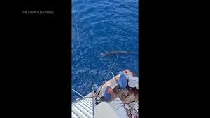 Charter Boat's 1,260-Pound Blue Marlin: The East Coast Record That Just Rewrote Fishing History—and Why Scientists Are Worried