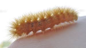 Image result for wooly bears