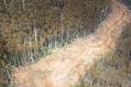 Loss of forestry peace deal costs Tasmania $46m in federal funding
