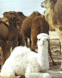 غرائب وعجائب حيوانات