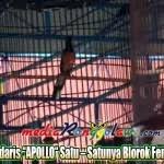 Hasil gambar untuk murai batu