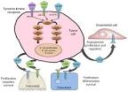 Efficacy of XL1(Cabozantinib) in Advanced Medullary Thyroid