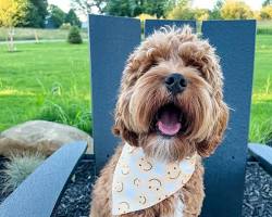 dog wearing a bandana with their face on itの画像