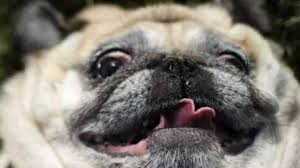 Image result for pug gif