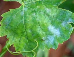 powdery mildew ile ilgili görsel sonucu
