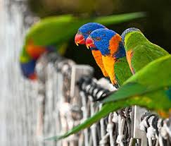 Resultado de imagen de imagenes de loro parque