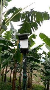 Image result for banana sensor