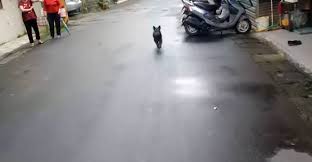 Tak to NEMÁ CHYBU! Skrytá kamera natočila, čo poštár každé ...