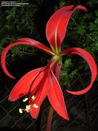 Image result for Jacobean lilies