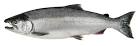 Salmon Seafood Selector